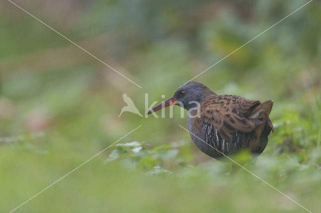 Waterrail (Rallus aquaticus)