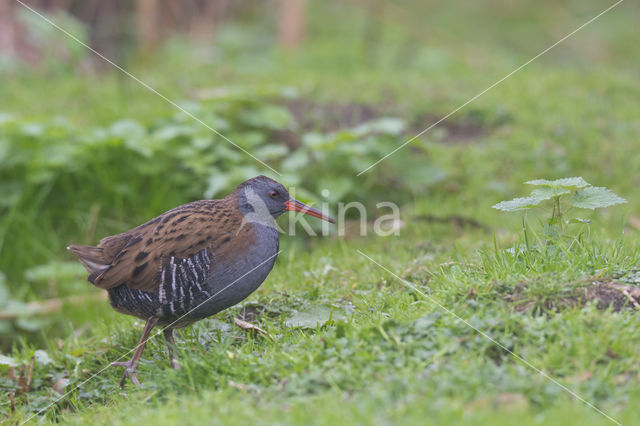 Waterrail (Rallus aquaticus)