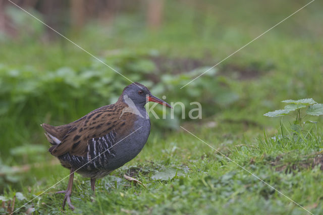 Waterrail (Rallus aquaticus)