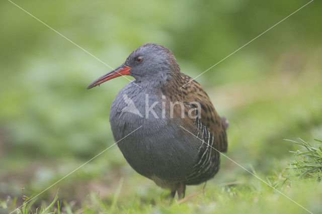 Waterrail (Rallus aquaticus)