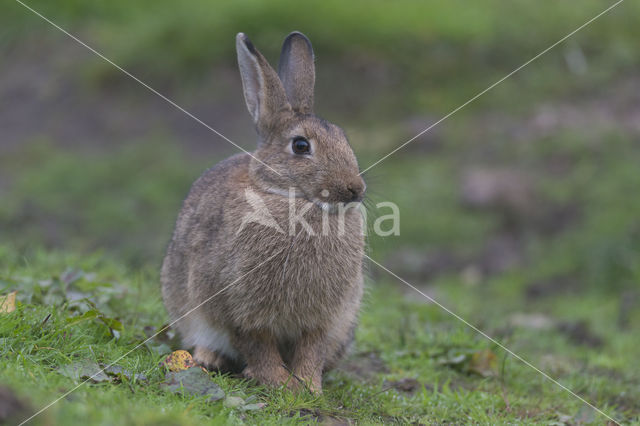 Konijn (Oryctolagus cuniculus)