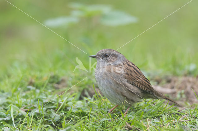 Dunnock