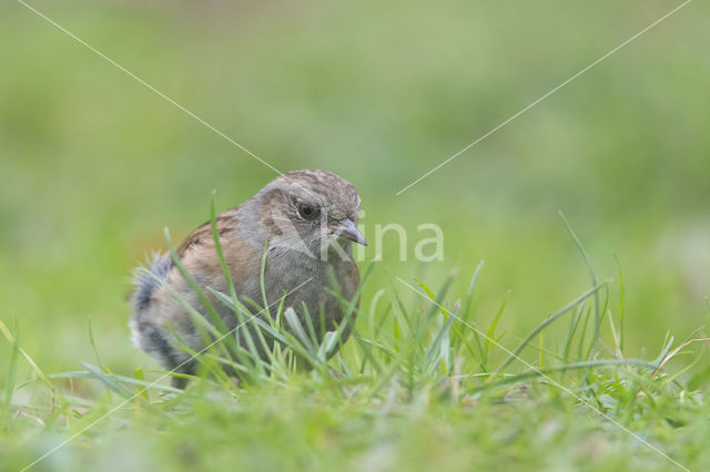 Heggemus (Prunella modularis)