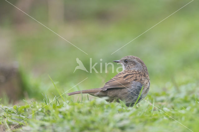 Dunnock