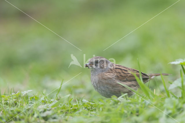 Heggemus (Prunella modularis)