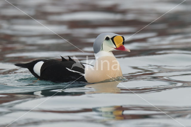 King Eider (Somateria spectabilis)