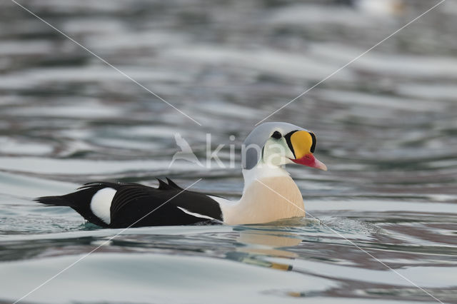 King Eider (Somateria spectabilis)