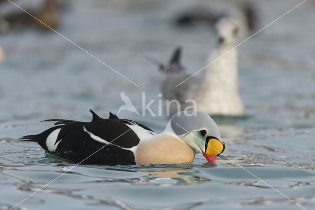 King Eider (Somateria spectabilis)