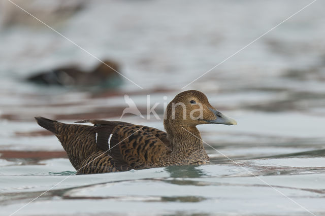 King Eider (Somateria spectabilis)