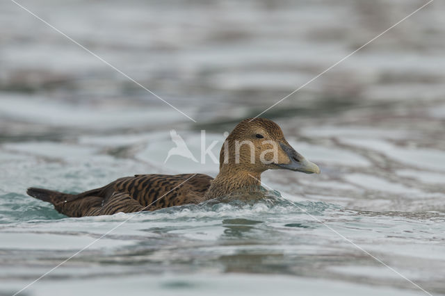 King Eider (Somateria spectabilis)