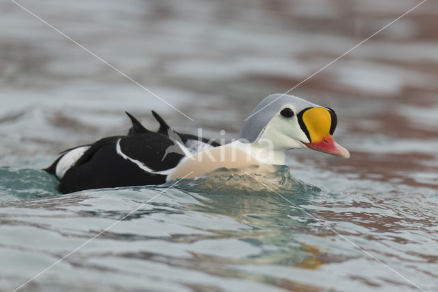 King Eider (Somateria spectabilis)