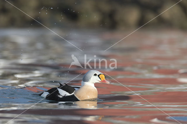 King Eider (Somateria spectabilis)