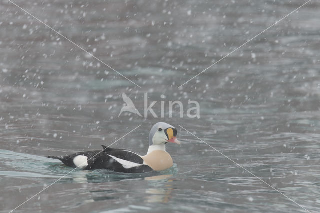 King Eider (Somateria spectabilis)