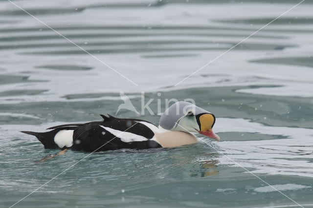 King Eider (Somateria spectabilis)