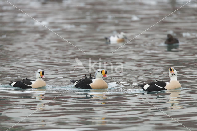 King Eider (Somateria spectabilis)