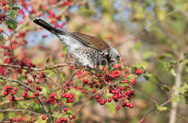 Fieldfare (Turdus pilaris)