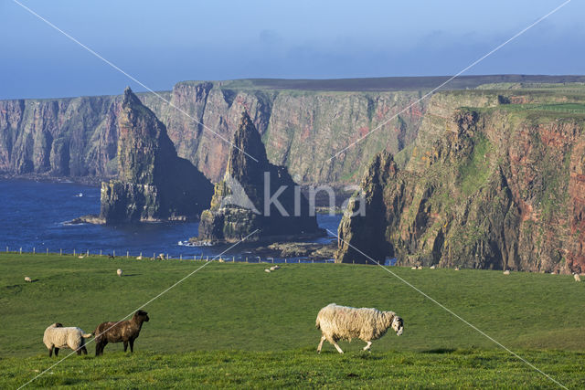 Duncansby Head