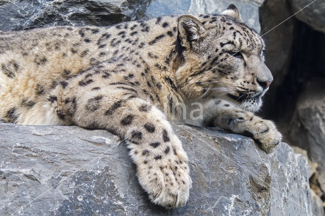 Snow leopard (Panthera uncia)