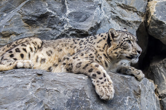 Snow leopard (Panthera uncia)