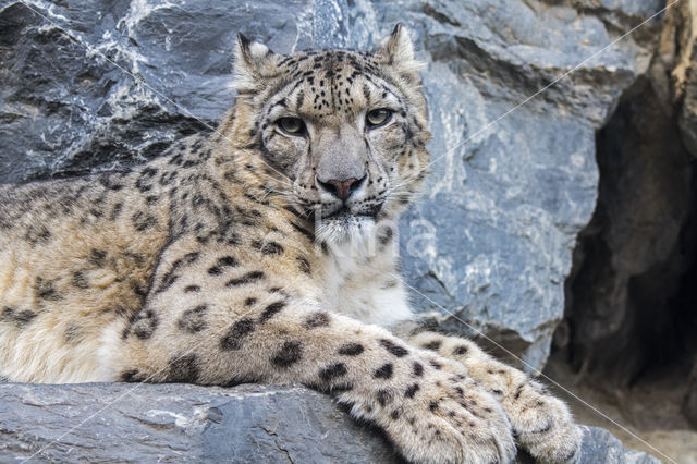 Snow leopard (Panthera uncia)