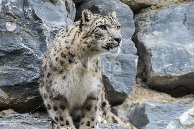 Snow leopard (Panthera uncia)