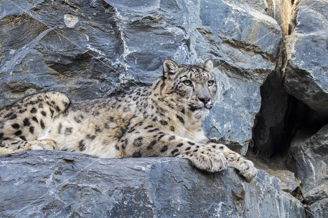 Snow leopard (Panthera uncia)