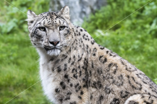 Snow leopard (Panthera uncia)