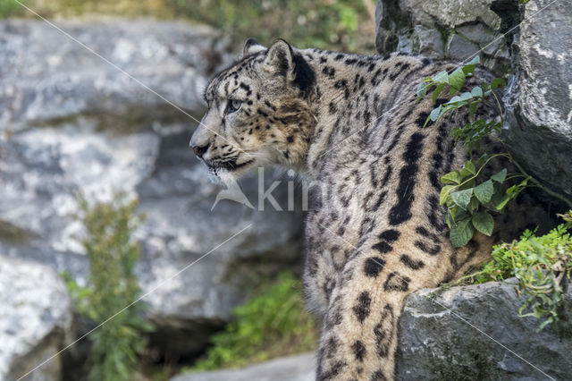 Snow leopard (Panthera uncia)