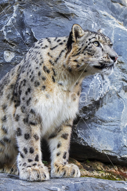 Snow leopard (Panthera uncia)