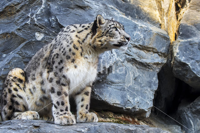 Snow leopard (Panthera uncia)