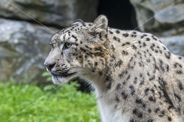 Snow leopard (Panthera uncia)