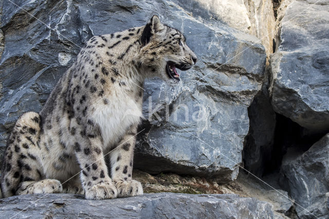 Snow leopard (Panthera uncia)