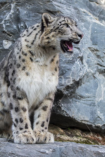 Snow leopard (Panthera uncia)