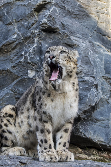 Snow leopard (Panthera uncia)