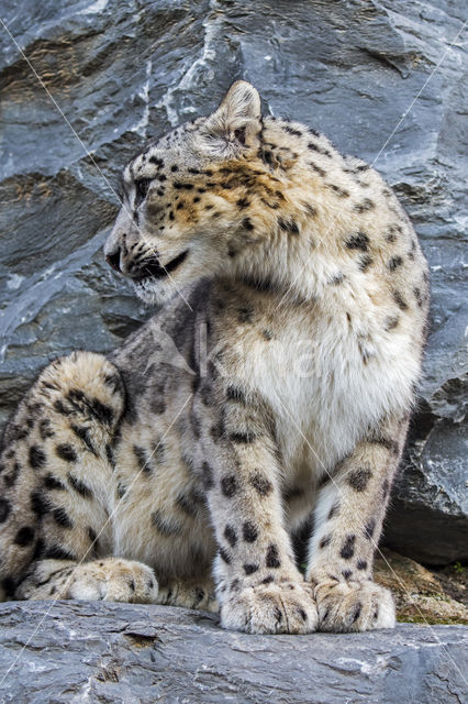 Snow leopard (Panthera uncia)