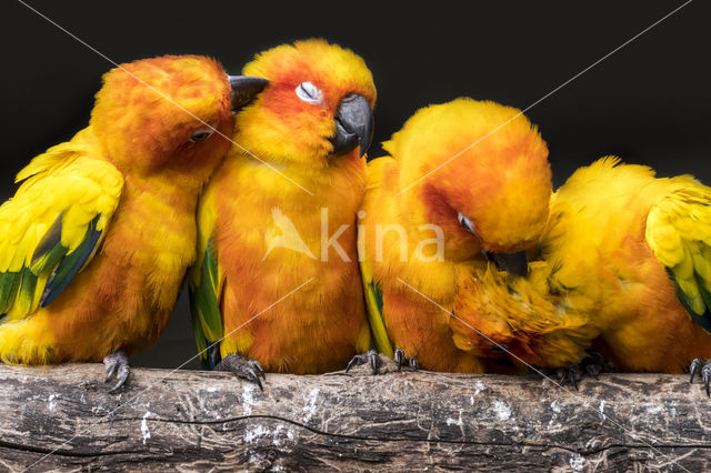 Sun Parakeet (Aratinga solstitialis)