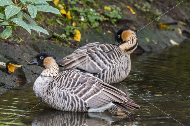 Hawaii-gans (Branta sandvicensis)