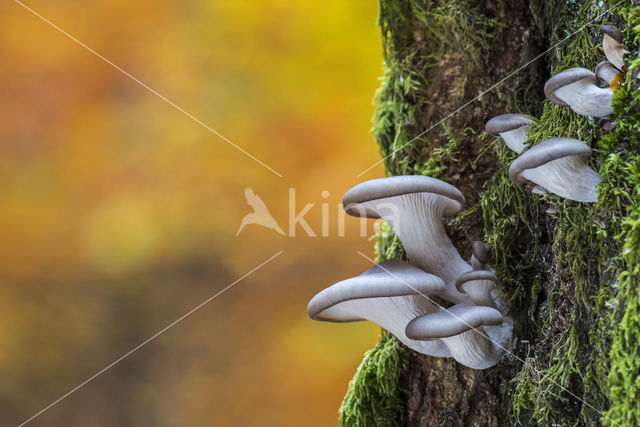 Gewone oesterzwam (Pleurotus ostreatus)