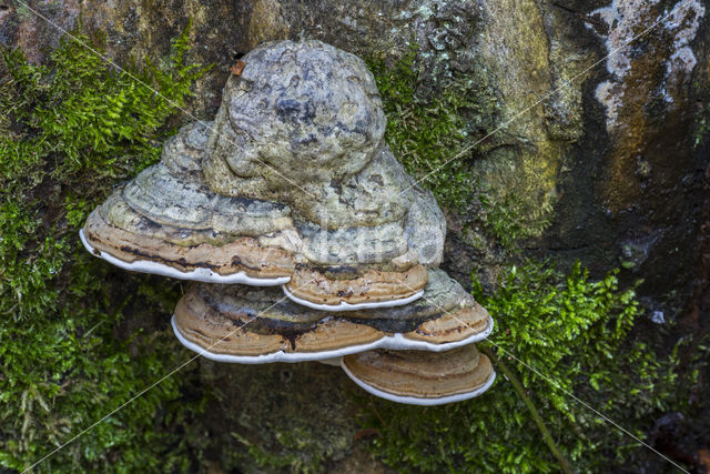 Platte tonderzwam (Ganoderma lipsiense)