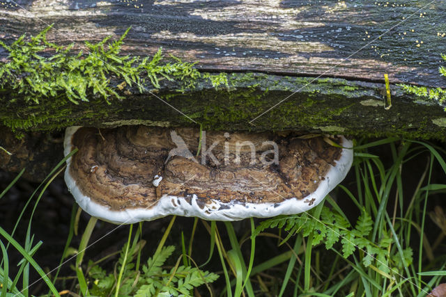 Platte tonderzwam (Ganoderma lipsiense)