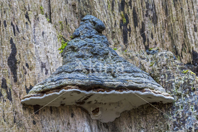 Platte tonderzwam (Ganoderma lipsiense)