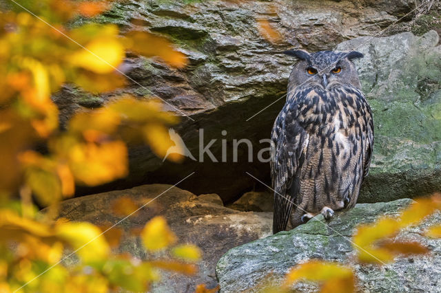 Eurasian Eagle-Owl (Bubo bubo)