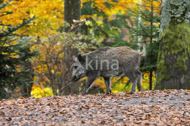 Wild Boar (Sus scrofa)