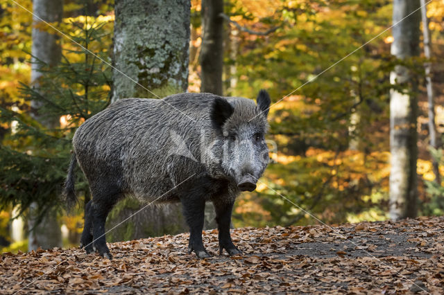 Wild Boar (Sus scrofa)