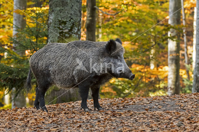 Wild Boar (Sus scrofa)