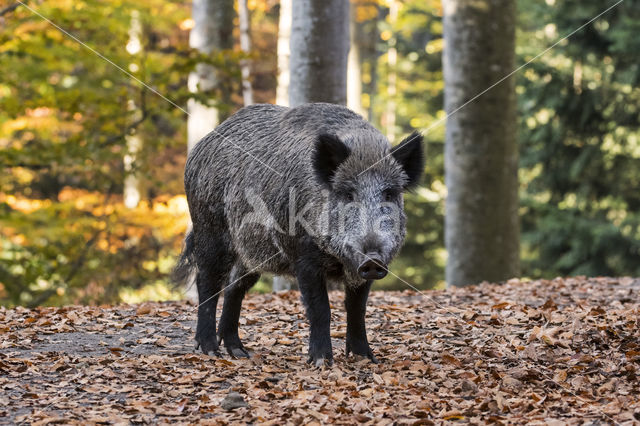 Wild Boar (Sus scrofa)