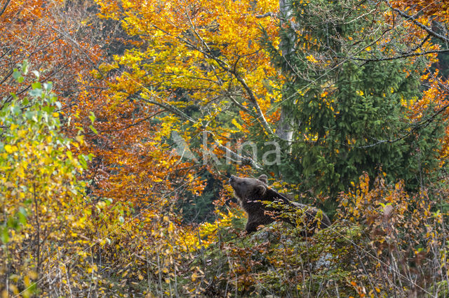 Brown Bear (Ursus arctos arctos)