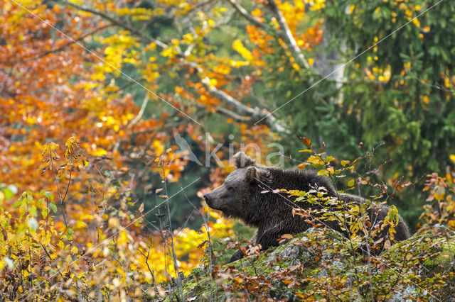 Brown Bear (Ursus arctos arctos)