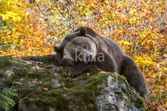 Brown Bear (Ursus arctos arctos)