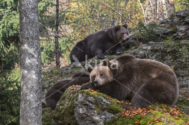 Brown Bear (Ursus arctos arctos)